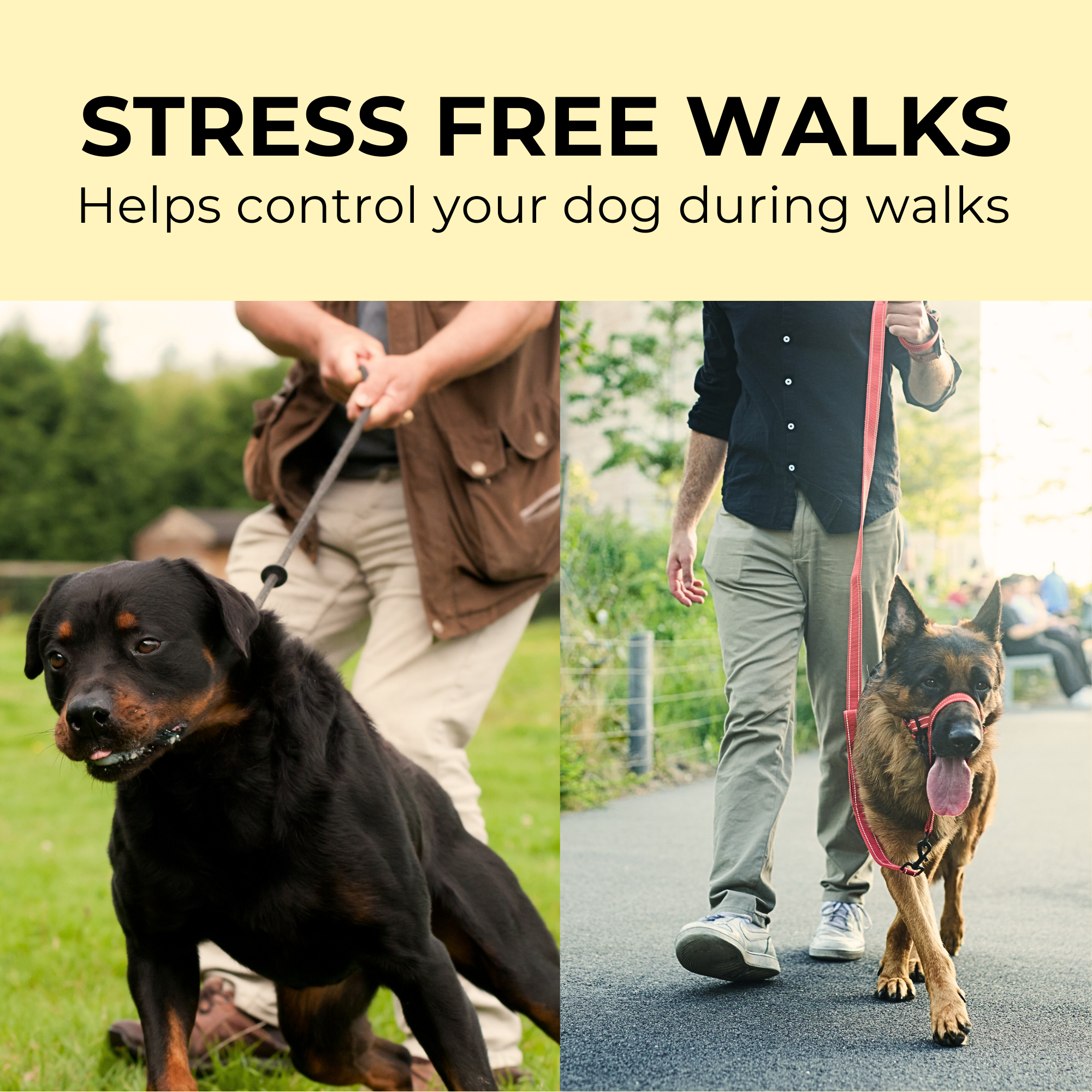 Zevey Dog HeadCollar With Leash, Bag Holder, Bags and Safety Strap